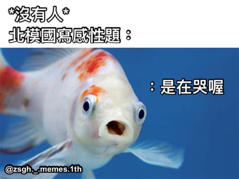 金魚梗圖